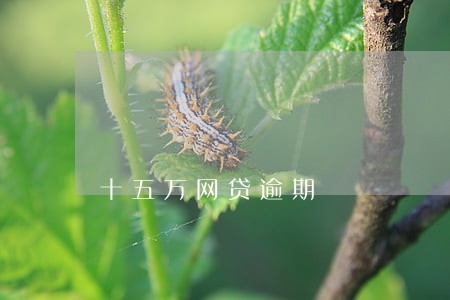 十五万网贷逾期 十五万网贷逾期