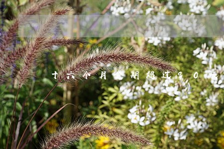 十六个月逾期超过90天是啥意思 十六个月逾期超过90天是啥意思