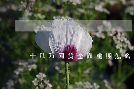 十几万网贷全面逾期怎么办 十几万网贷全面逾期怎么办