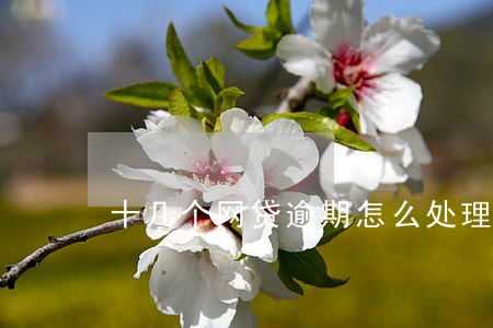 十几个网贷逾期怎么处理 十几个网贷逾期怎么处理