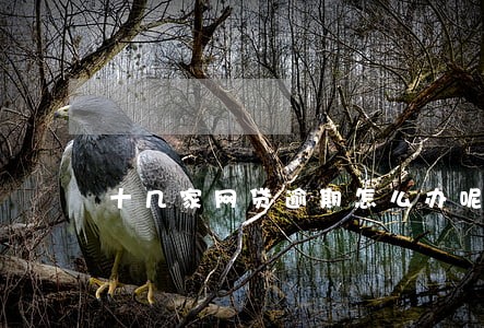 十几家网贷逾期怎么办呢 十几家网贷逾期怎么办呢