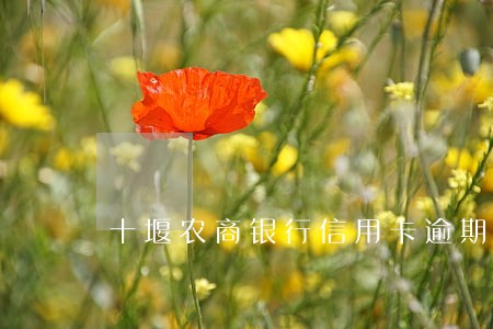 十堰农商银行信用卡逾期 十堰农商银行信用卡逾期