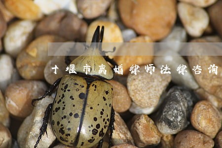十堰市离婚律师法律咨询 十堰市离婚律师法律咨询