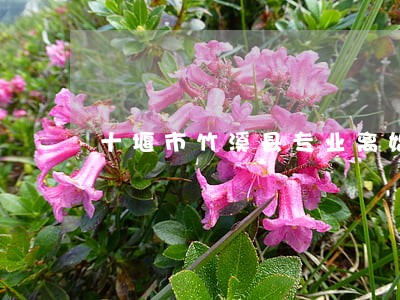 十堰市竹溪县专业离婚律师介绍 十堰市竹溪县专业离婚律师介绍