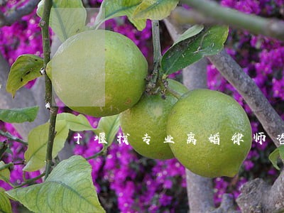 十堰找专业离婚律师咨询 十堰找专业离婚律师咨询