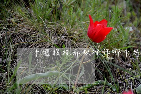 十堰找抚养权律师哪个好 十堰找抚养权律师哪个好