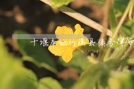 十堰本地竹溪县债务律师推荐 十堰本地竹溪县债务律师推荐