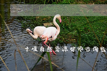 十堰自然资源律师咨询电话 十堰自然资源律师咨询电话