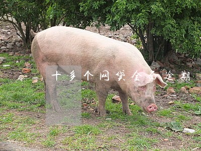十多个网贷全面逾期 十多个网贷全面逾期