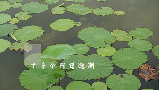 十多个网贷逾期 十多个网贷逾期