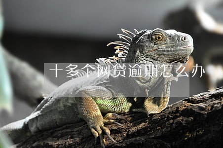 十多个网贷逾期怎么办 十多个网贷逾期怎么办
