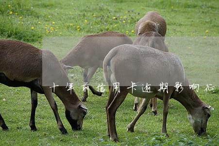 十年前信用卡逾期影响征信吗 十年前信用卡逾期影响征信吗