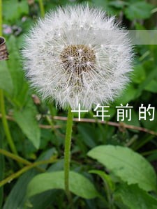 十年前的逾期影响贷款 十年前的逾期影响贷款