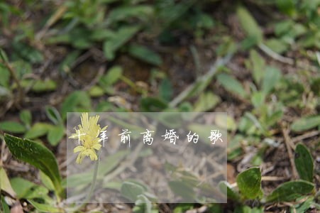 十年前离婚的歌 十年前离婚的歌