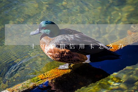 十年逾期信用卡怎么办 十年逾期信用卡怎么办