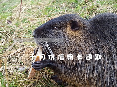 十月份信用卡逾期