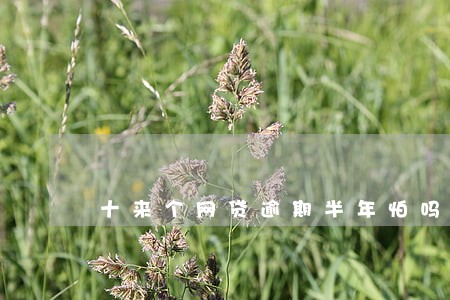 十来个网贷逾期半年怕吗 十来个网贷逾期半年怕吗