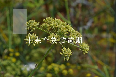十来个贷款逾期 十来个贷款逾期
