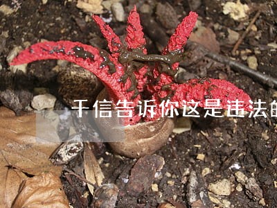 千信告诉你这是违法的 千信告诉你这是违法的