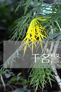 千名警力上路严查交通违法 千名警力上路严查交通违法