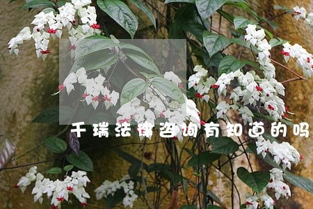 千瑞法律咨询有知道的吗 千瑞法律咨询有知道的吗