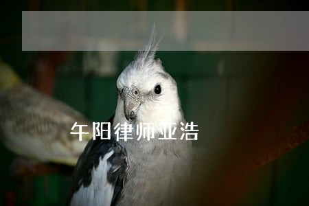 午阳律师亚浩 午阳律师亚浩