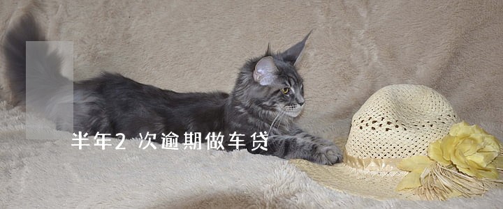 半年2次逾期做车贷 半年2次逾期做车贷
