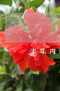 半年内还款逾期2次 半年内还款逾期2次