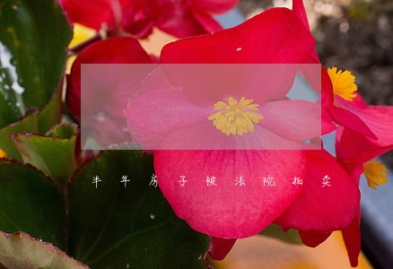半年房子被法院拍卖 半年房子被法院拍卖