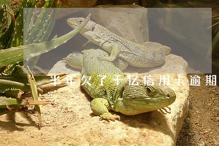 半年欠了千亿信用卡逾期 半年欠了千亿信用卡逾期