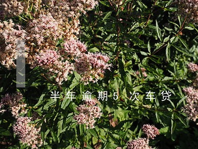 半年逾期5次车贷 半年逾期5次车贷