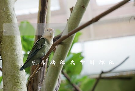 华东政法大学国际法