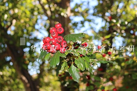 华东政法大学经济法考研真题范文 华东政法大学经济法考研真题范文