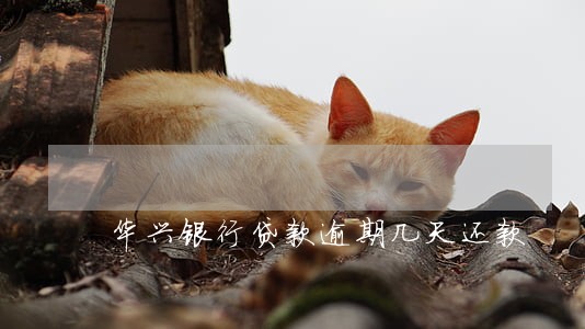 华兴银行贷款逾期几天还款 华兴银行贷款逾期几天还款