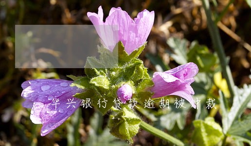 华兴银行贷款逾期被仲裁 华兴银行贷款逾期被仲裁