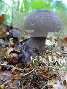 华冕财富理财逾期不兑付
