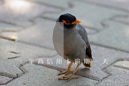 华商信用卡逾期一天