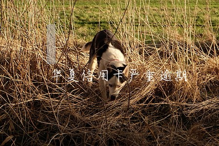 华夏信用卡严重逾期