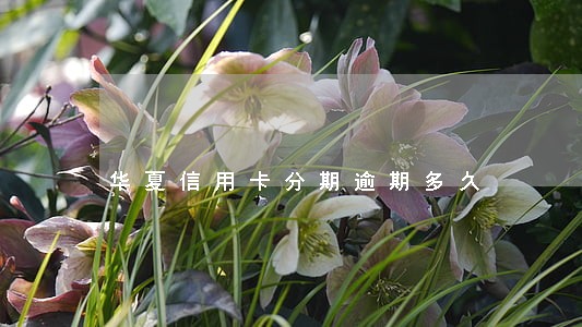 华夏信用卡分期逾期多久 华夏信用卡分期逾期多久