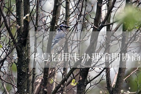 华夏信用卡办理逾期协商顺利吗 华夏信用卡办理逾期协商顺利吗