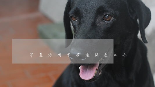 华夏信用卡有逾期怎么办 华夏信用卡有逾期怎么办
