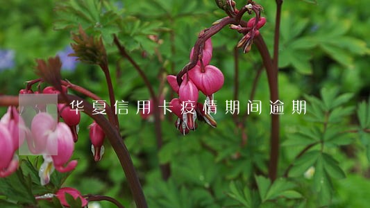 华夏信用卡疫情期间逾期 华夏信用卡疫情期间逾期
