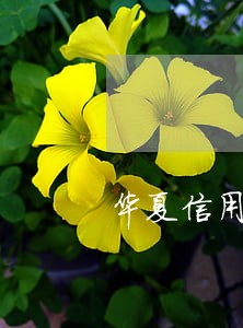 华夏信用卡说我逾期 华夏信用卡说我逾期