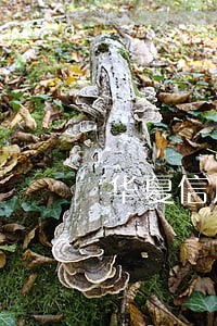 华夏信用卡逾期13天