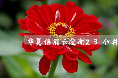 华夏信用卡逾期23个月