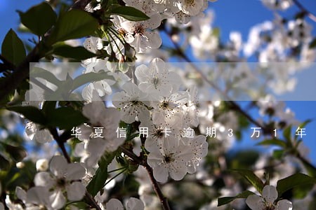 华夏信用卡逾期3万1年 华夏信用卡逾期3万1年