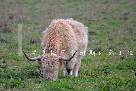 华夏信用卡逾期4天上征信吗 华夏信用卡逾期4天上征信吗