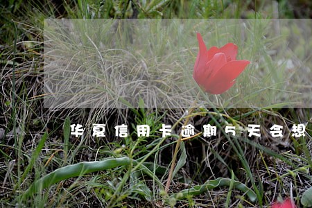 华夏信用卡逾期5天会想征信吗