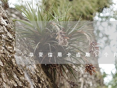 华夏信用卡逾期9个月
