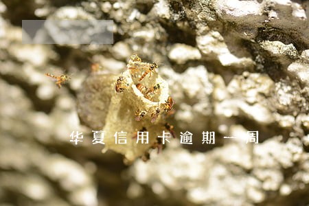 华夏信用卡逾期一周 华夏信用卡逾期一周